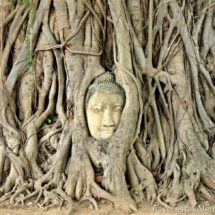 Hlava Buddhy v kořenech stromu Aytthaya