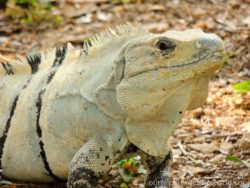 Leguan v Uxmalu