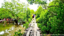 Ko Lanta mangrovníky
