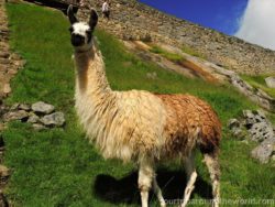 Lama na Mahu Picchu