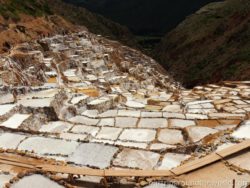 Maras