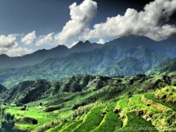 Rýžové pole Sapa Vietnam