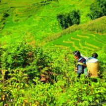 Sapa Vietnam