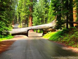 Tunnel Log Sequoia