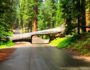 Tunnel Log Sequoia